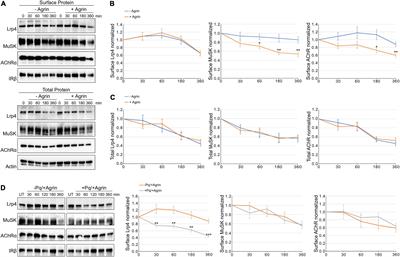 Internalization of Muscle-Specific Kinase Is Increased by Agrin and Independent of Kinase-Activity, Lrp4 and Dynamin